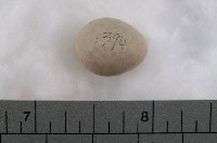 藏品(灰山椒卵)的圖片